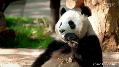 熊猫成都巨大的物种